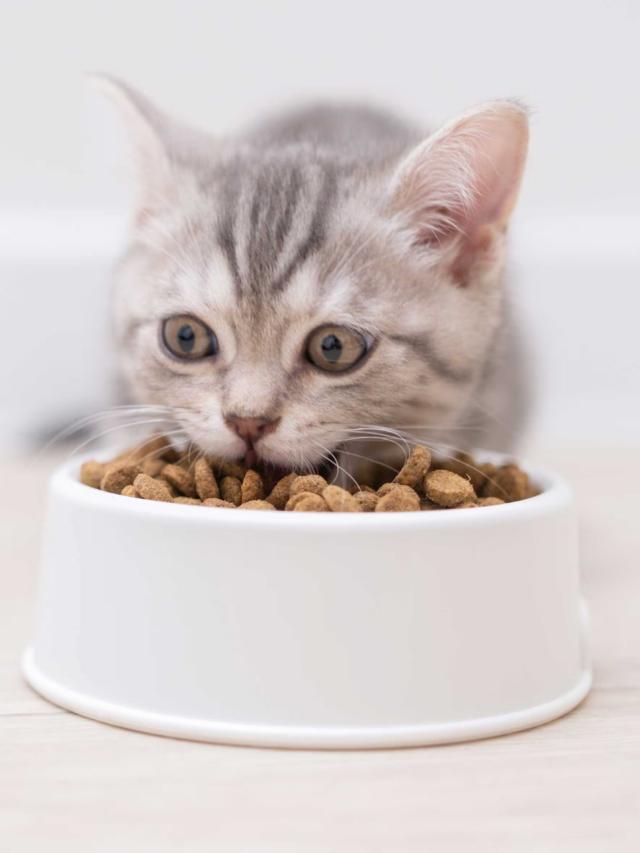 Essential Cat Food Guide Daily Diet Tips For Cats And Kittens Hyefoods