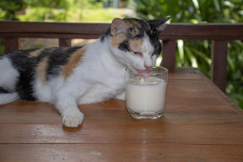 Can cat drink goat milk hotsell