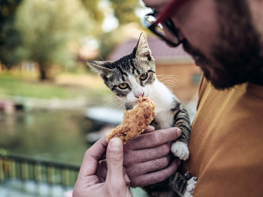 Do cats eat roti best sale