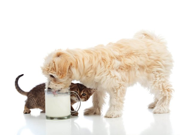 Cat And Dog Food Milk Safety And Nutritional Tips Hyefoods