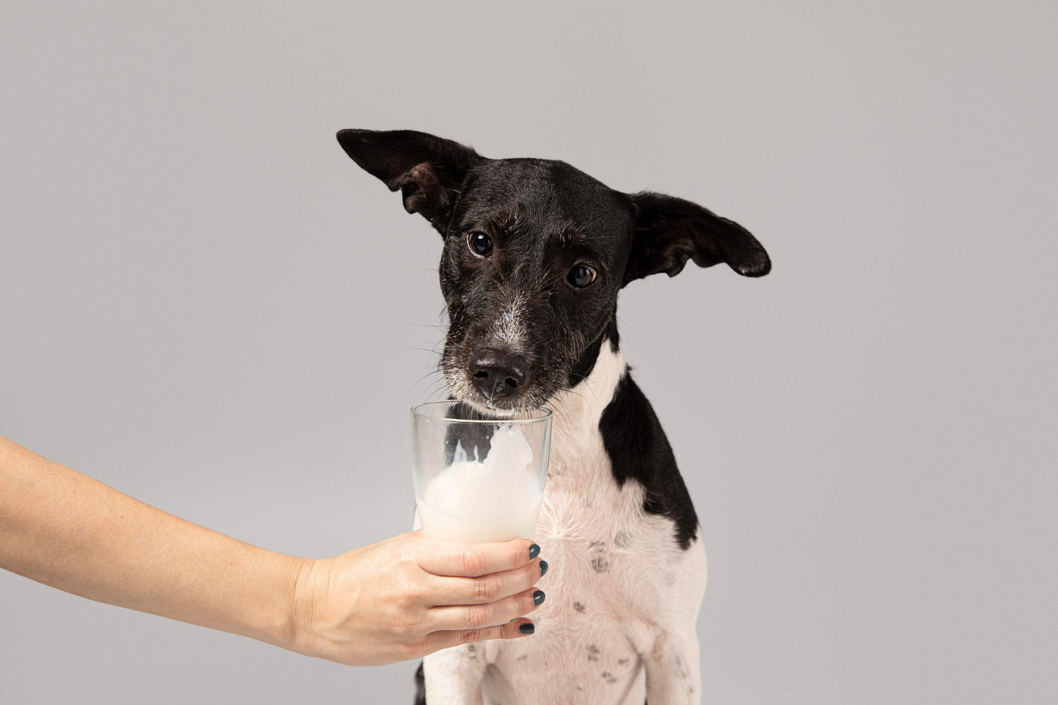 Can Dogs With Kidney Disease Drink Goat Milk Expert Insights Hyefoods
