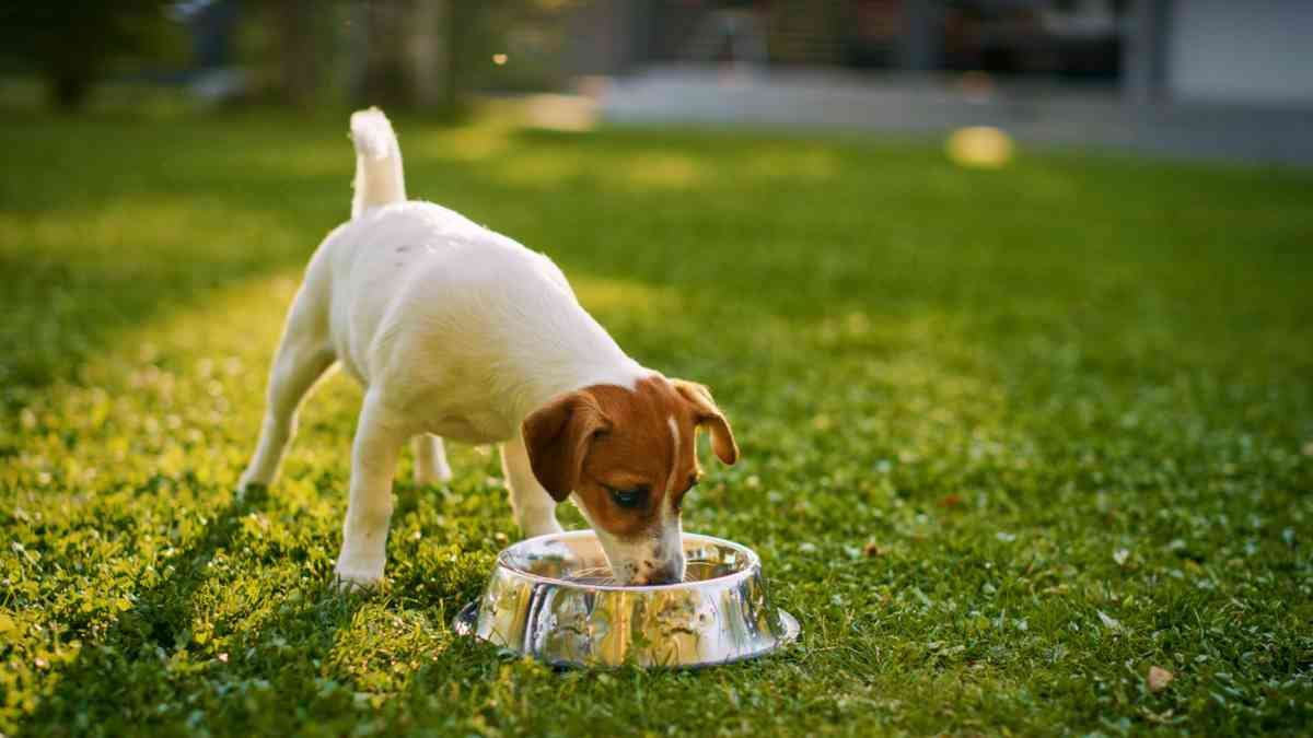 Milk for dogs upset stomach sale