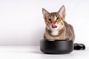 cat food perfect feline diet